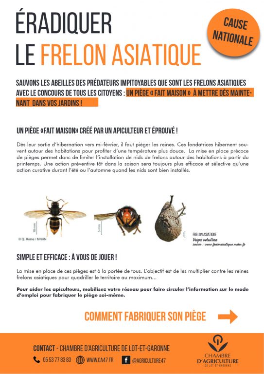 lettre frelon asiatique1